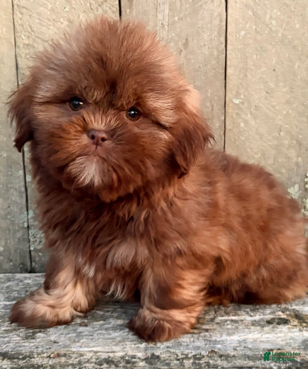 Shih Tzu dogs for sale: 💛 IN BOSTON MASSACHUSETTS AREA 💛 PUREBRED CHOCOLATE SHIH TZU 💛 ESTIMATED ADULT SIZE 10-12 LBS 💛 - Ad 1