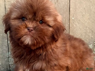 Shih Tzu dogs 💛 IN BOSTON MASSACHUSETTS AREA 💛 PUREBRED CHOCOLATE SHIH TZU 💛 ESTIMATED ADULT SIZE 10-12 LBS 💛 - Ad 4