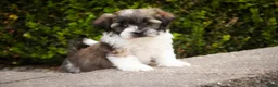 Havanese dogs for sale: Iris Havanese  - Ad 7