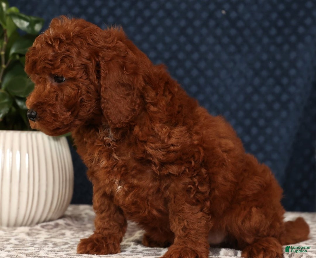 Miniature Poodle dogs for sale: Stanley - Ad 4