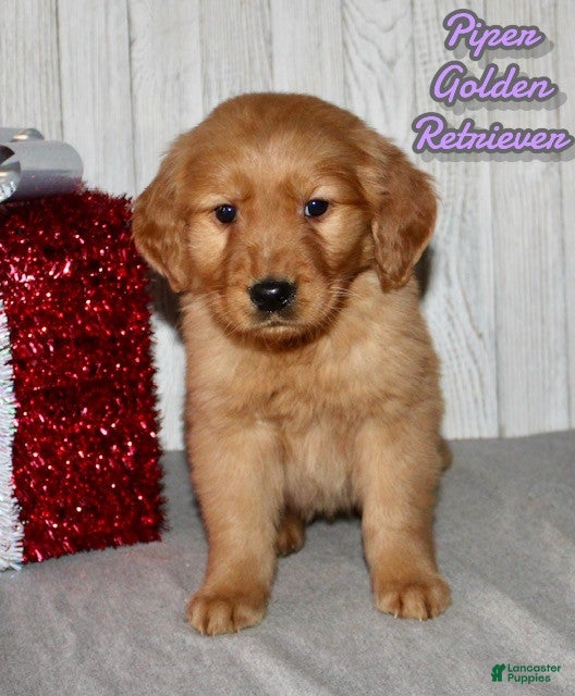 Golden Retriever dogs Piper - Ad 12