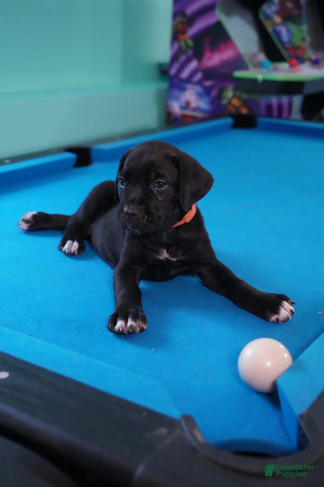 Cane Corso dogs for sale: Scarlet - Ad 2