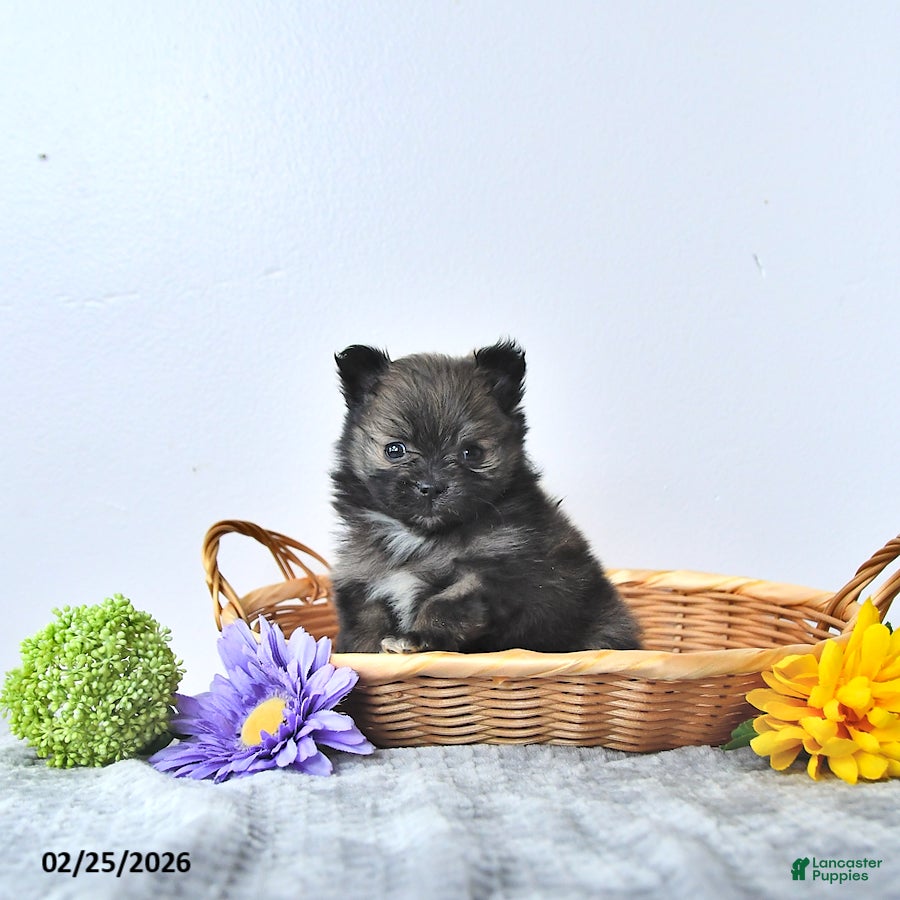 Pomeranian dogs Lovely - Ad 1