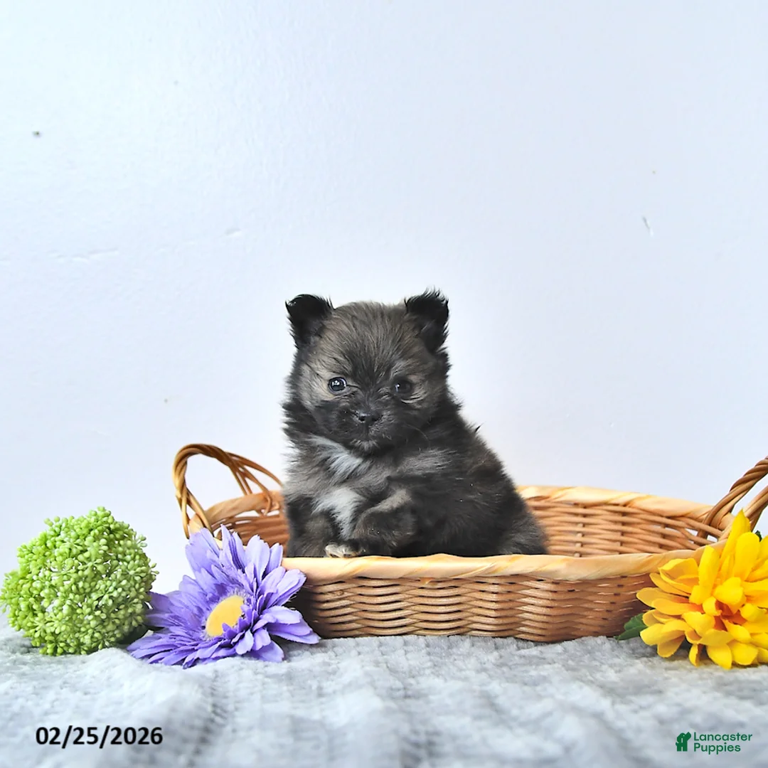 Pomeranian dogs for sale: Lovely - Ad 1