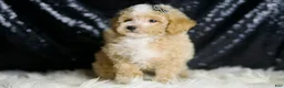 Maltipoo dogs for sale: Eli - Ad 6