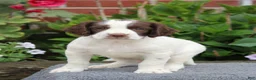 English Springer Spaniel dogs for sale: Star - Ad 4