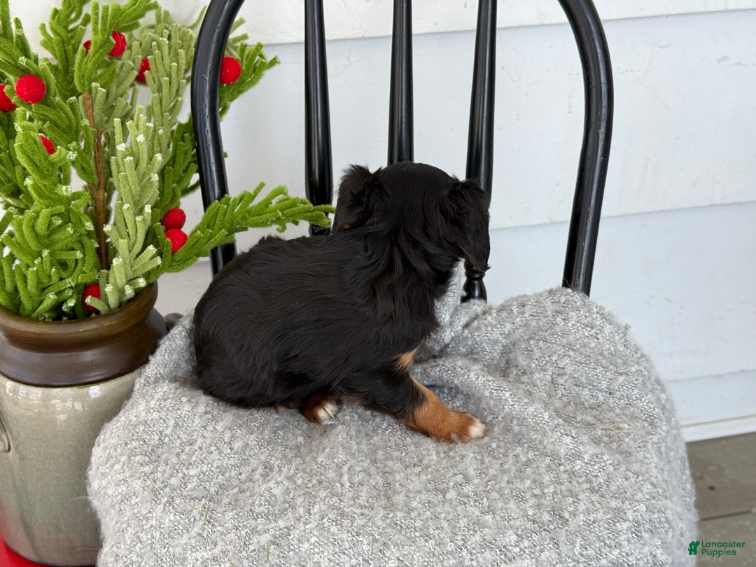 Cavalier King Charles Spaniel dogs for sale: Winifred - Ad 10
