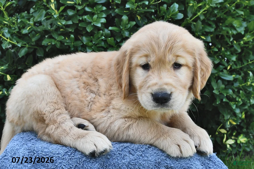 Golden Retriever dogs for sale: Archie - Ad 3