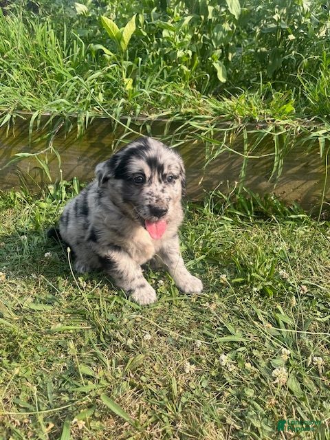 Mixed Breed dogs Les - Ad 1