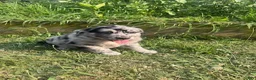 Mixed Breed dogs for sale: Les - Ad 1