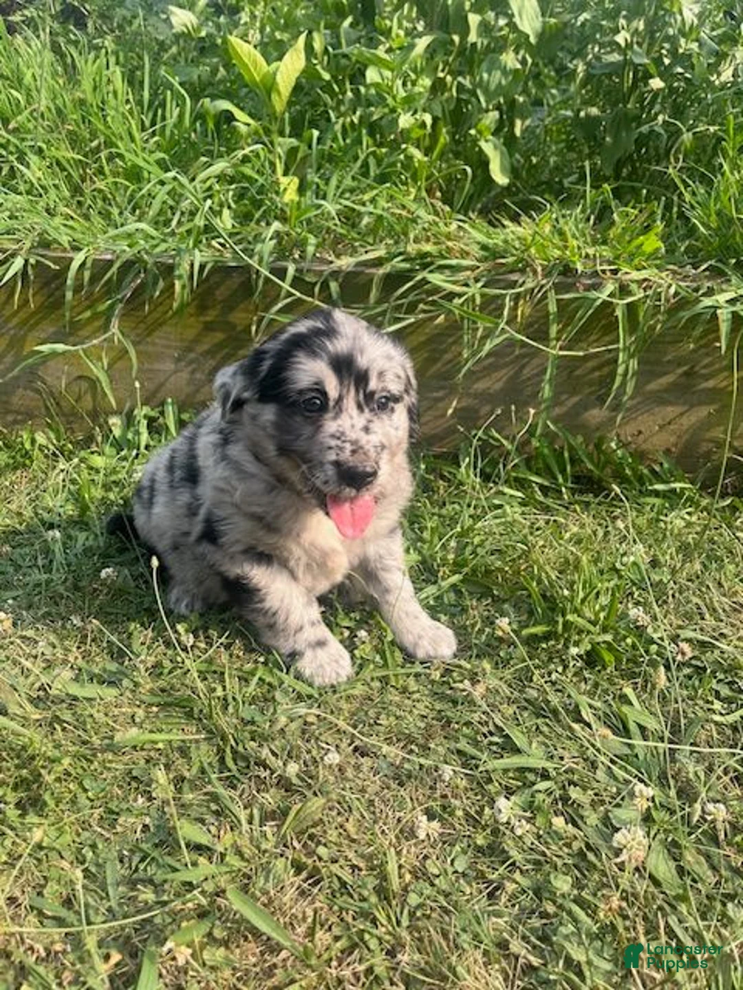 Mixed Breed dogs for sale: Les - Ad 1