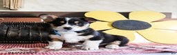 Welsh Corgi Pembroke dogs for sale: Domino - Ad 2