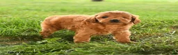 Mini Goldendoodle dogs for sale: Felicity - Ad 5