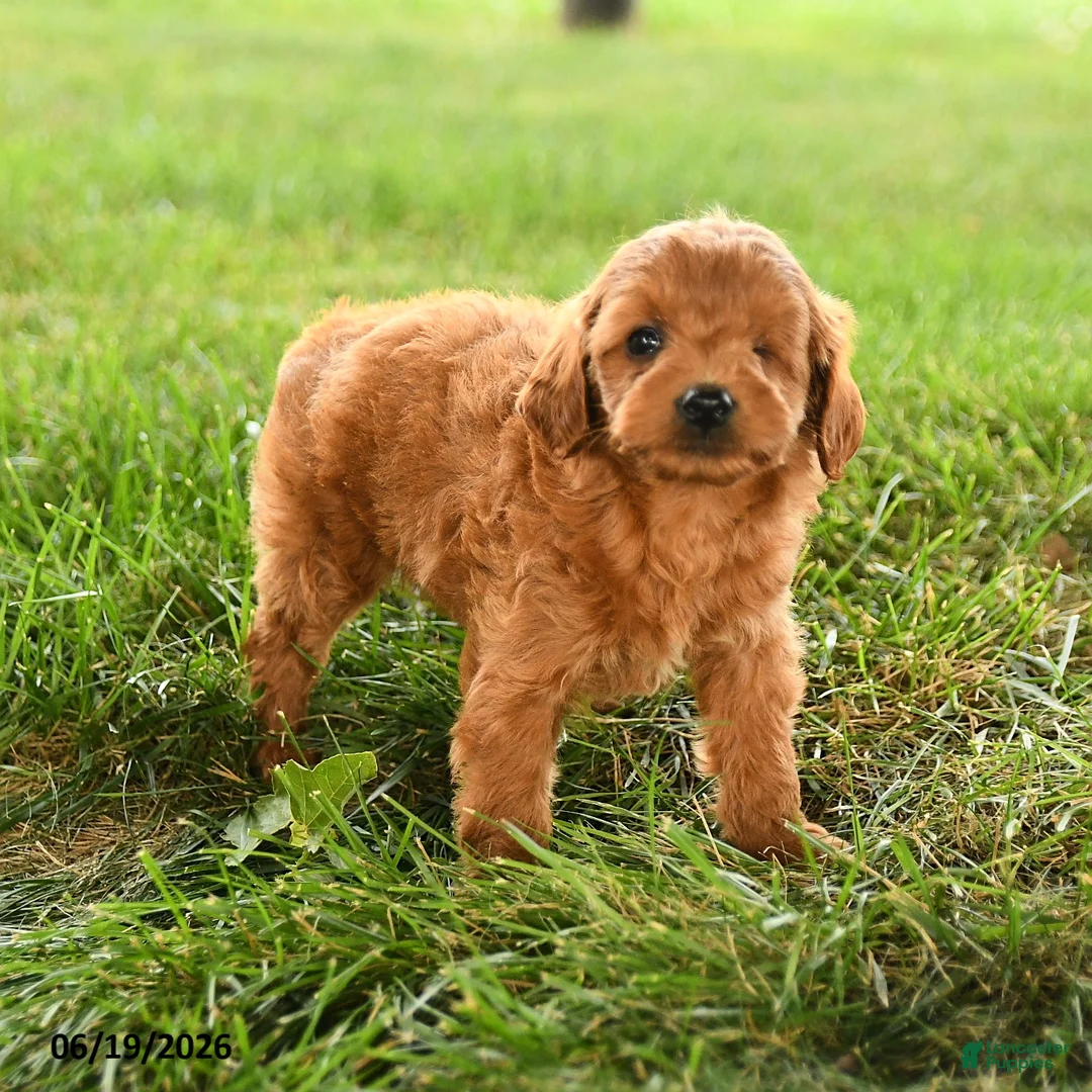 Mini Goldendoodle dogs for sale: Felicity - Ad 5