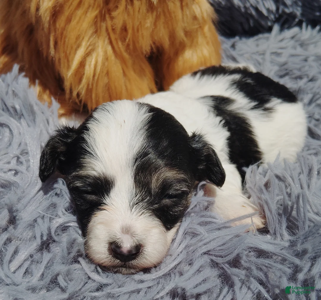 Maltipoo dogs for sale: Marla - Ad 1