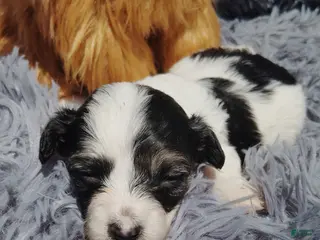 Maltipoo dogs Marla - Ad 4