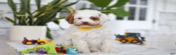 Cockapoo dogs for sale: Juniper - Ad 5