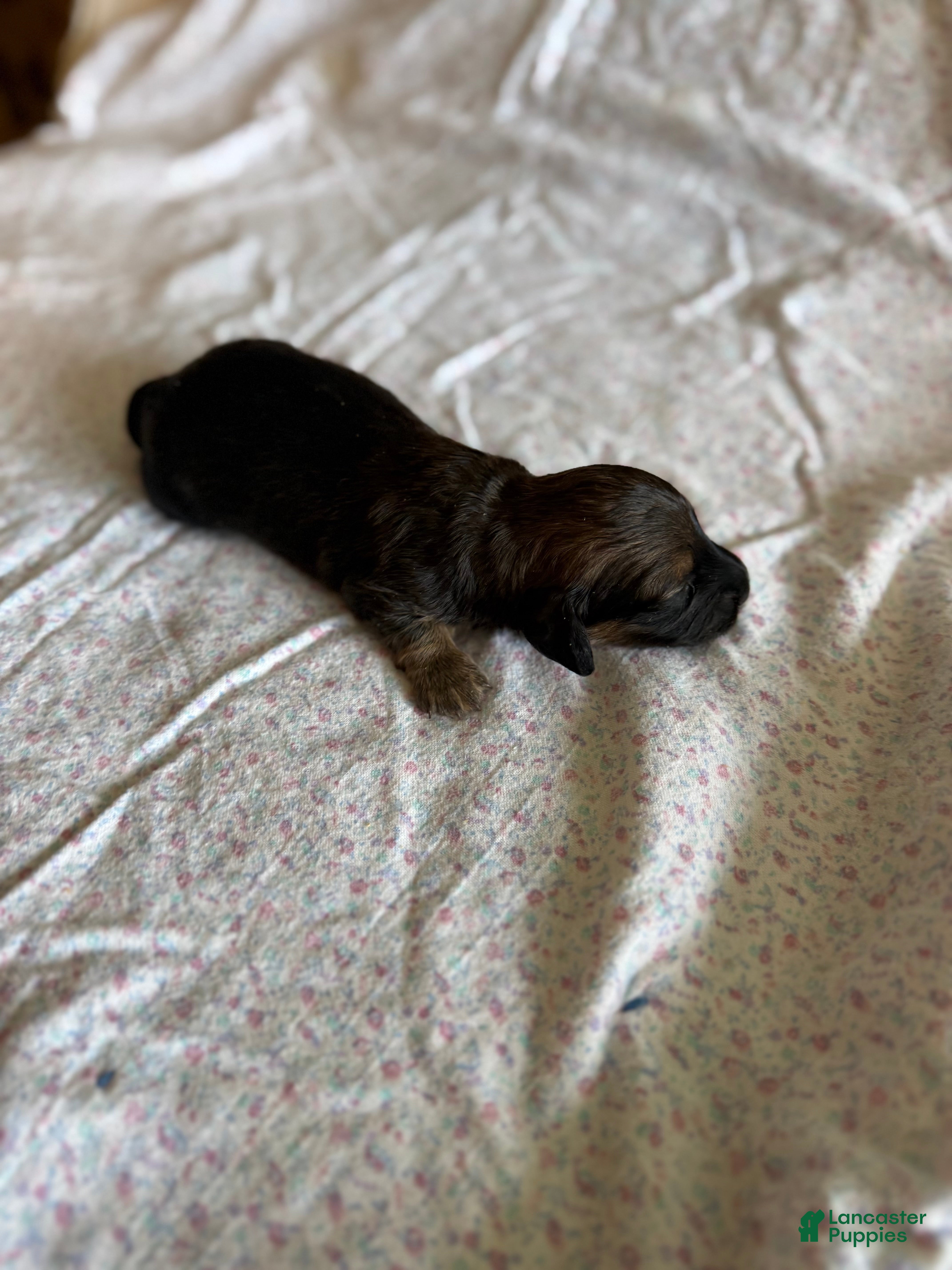 Miniature Dachshund dogs Teddy - Ad 15