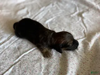 Miniature Dachshund dogs Teddy - Ad 5