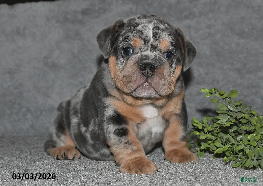 English Bulldog dogs for sale: Asher - Ad 1