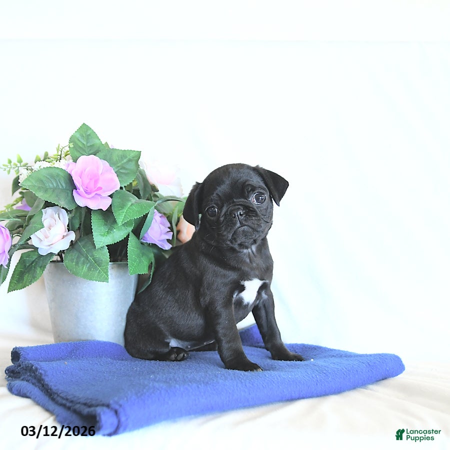 Mixed Breed dogs Echo - Ad 2