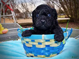 Havapoo dogs Louie - Ad 10