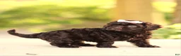 Cavapoo dogs for sale: Ariel - Ad 3