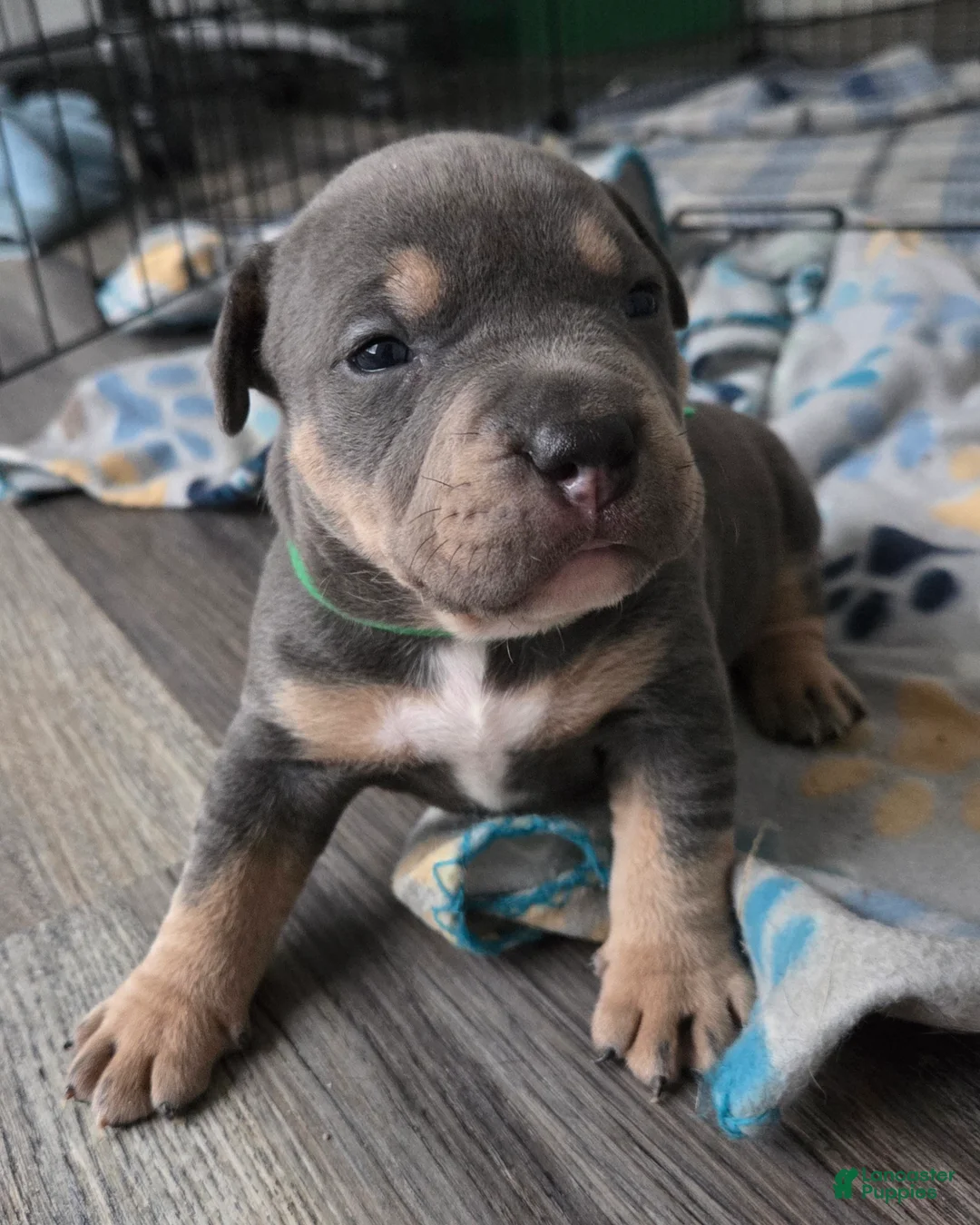 American Bulldog dogs for sale: Blue Tri Male (Green) - Ad 1