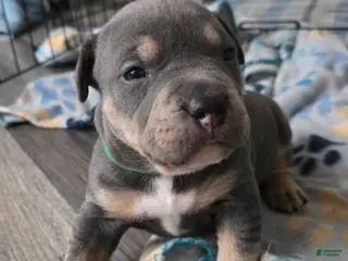 American Bulldog dogs Blue Tri Male (Green) - Ad 6