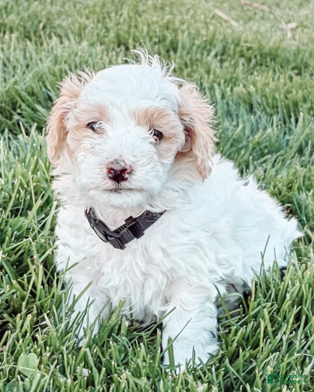 Maltipoo dogs for sale: Max - Ad 1