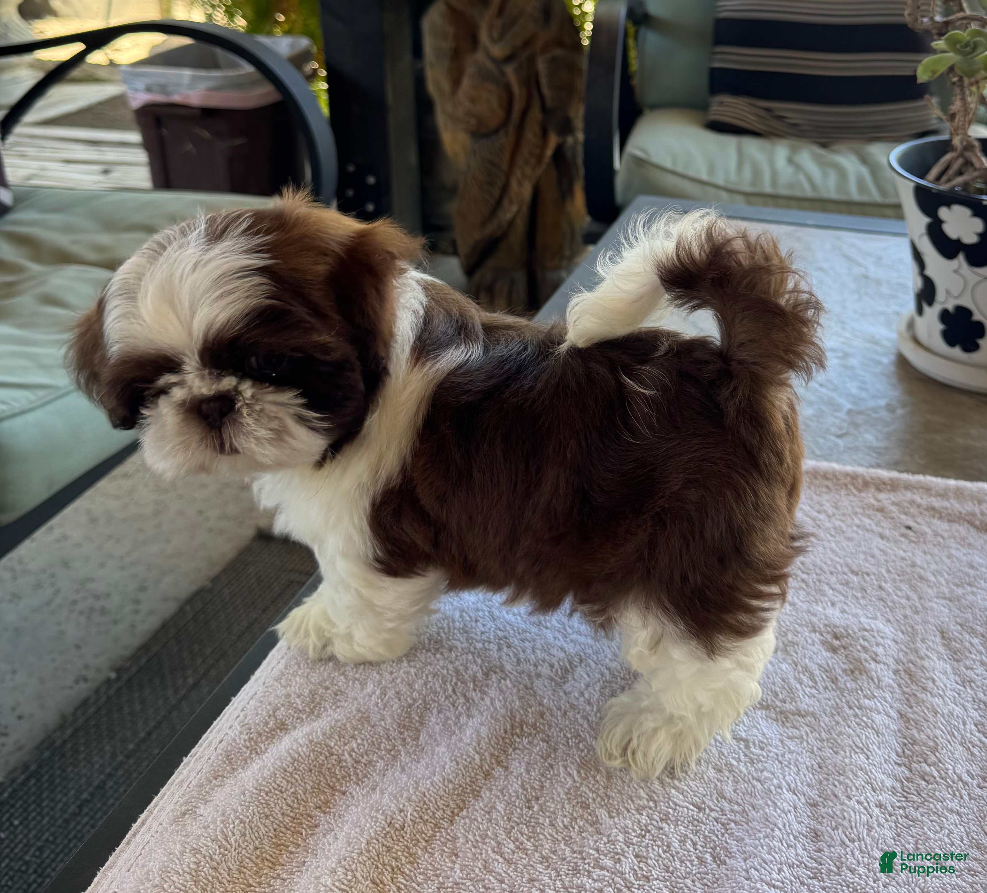 Shih Tzu dogs for sale: Shih Tzu 4 - Ad 3