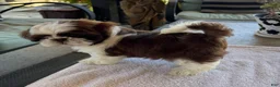Shih Tzu dogs for sale: Shih Tzu 4 - Ad 1