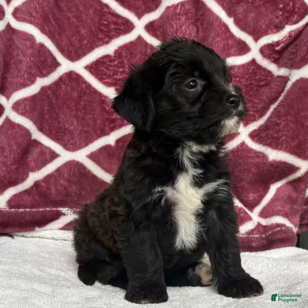 Yochon dogs for sale: Bear - Ad 4