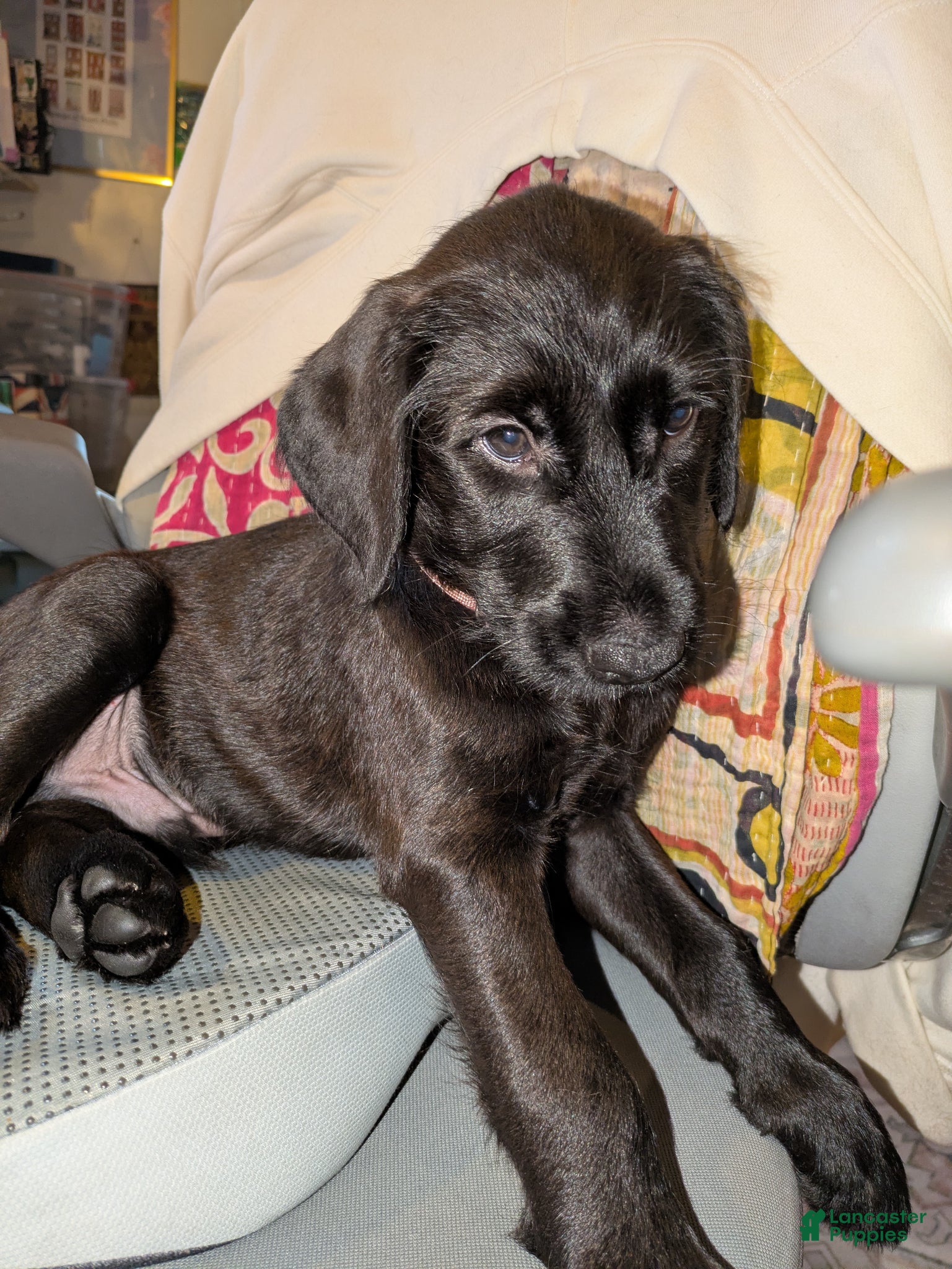 Mixed Breed dogs Pinkie - Ad 7
