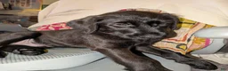 Mixed Breed dogs for sale: Pinkie - Ad 1