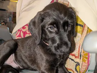 Mixed Breed dogs Pinkie - Ad 17