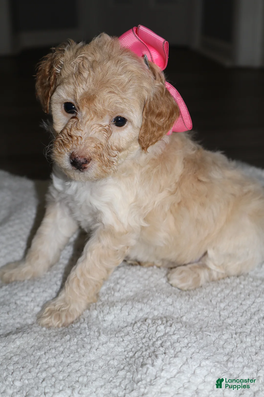 Miniature Poodle dogs for sale: Miniature Poodle Puppy 6 - Ad 2