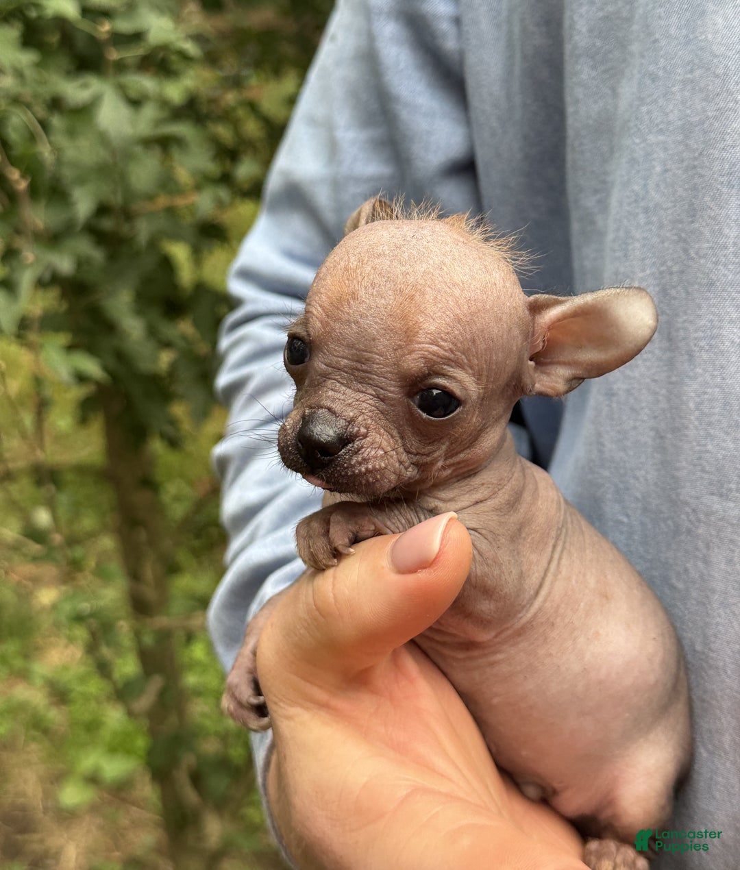 Mixed Breed dogs for sale: Cleopatra  - Ad 42