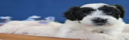 Coton De Tulear dogs for sale: Heath - Ad 3