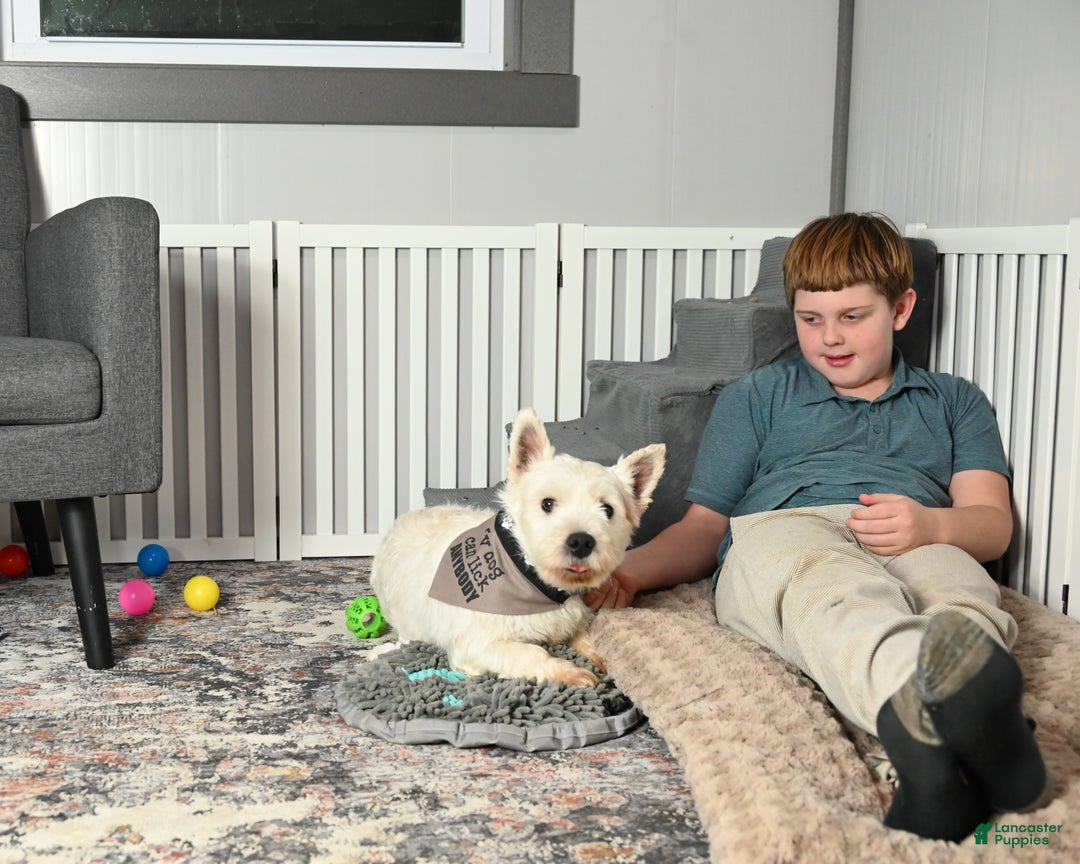 West Highland Terrier dogs for sale: Polky - Ad 4