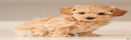 Maltipoo dogs for sale: Maltipoo Puppy 3 - Ad 2