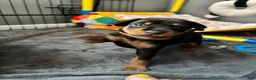 Miniature Pinscher dogs for sale: Miniature Pinscher 2 ( clementine ) - Ad 16