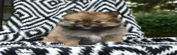 Pomeranian dogs for sale: Crescent - Ad 1