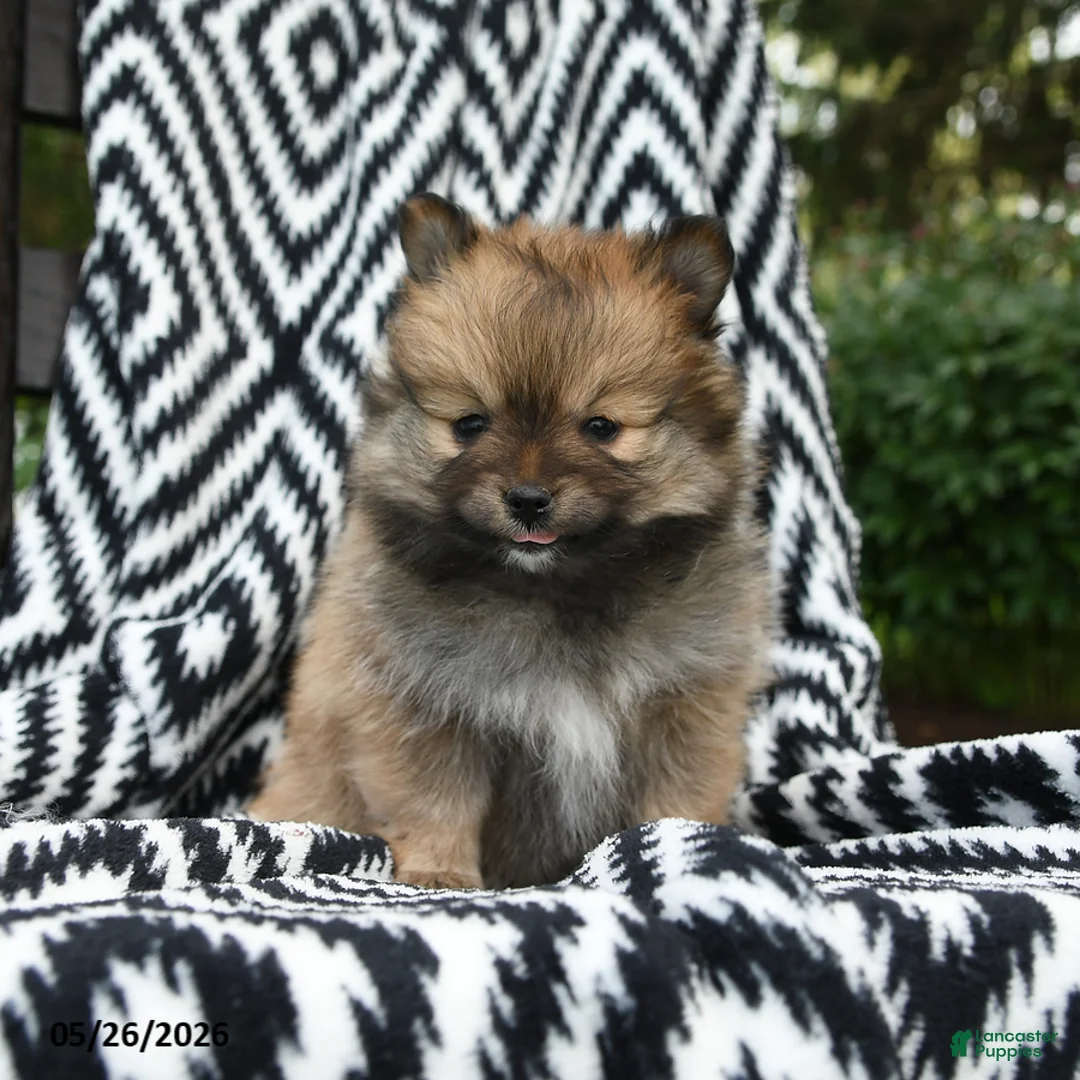 Pomeranian dogs for sale: Crescent - Ad 1