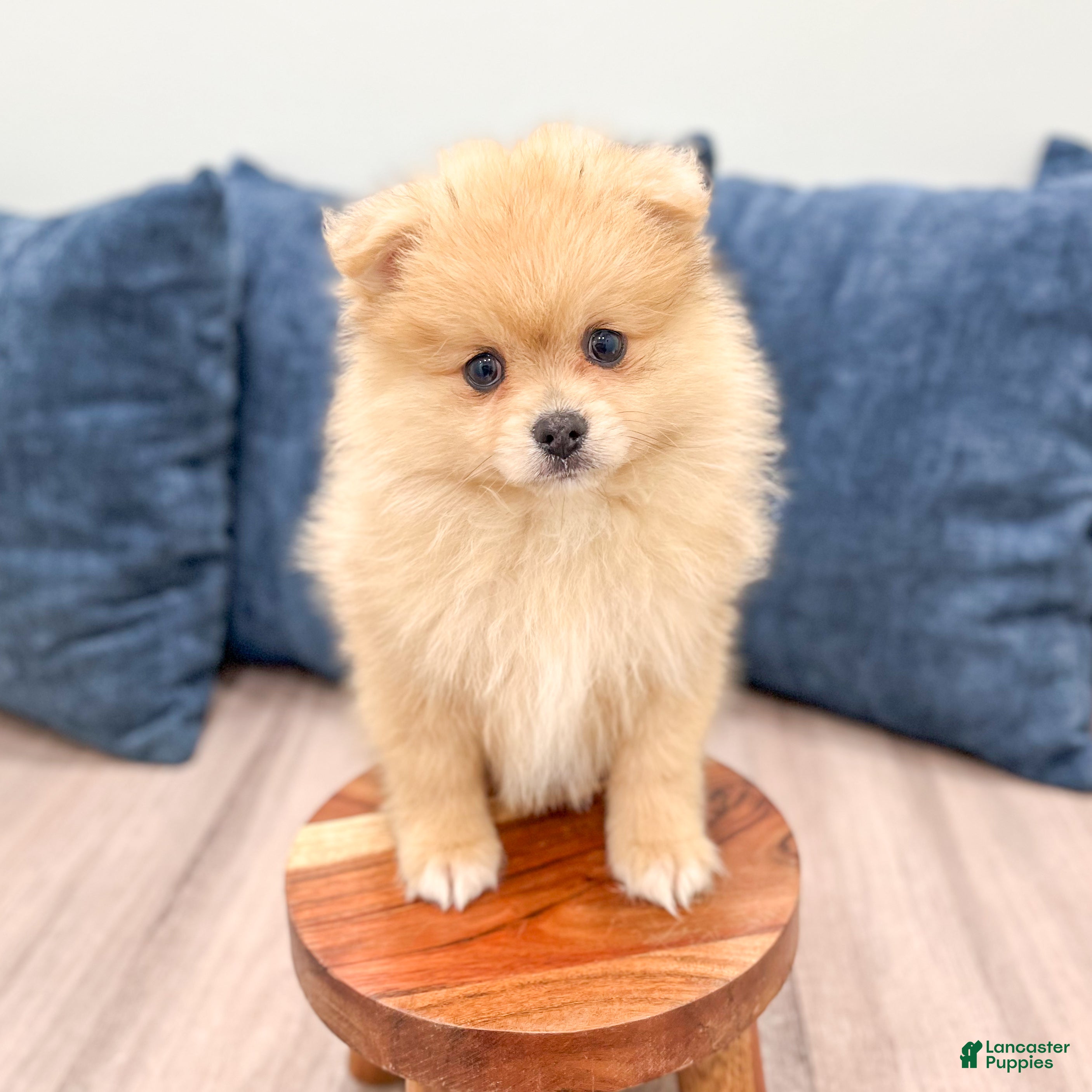 Pomeranian dogs Flynn - Ad 2