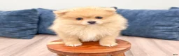 Pomeranian dogs for sale: Flynn - Ad 2