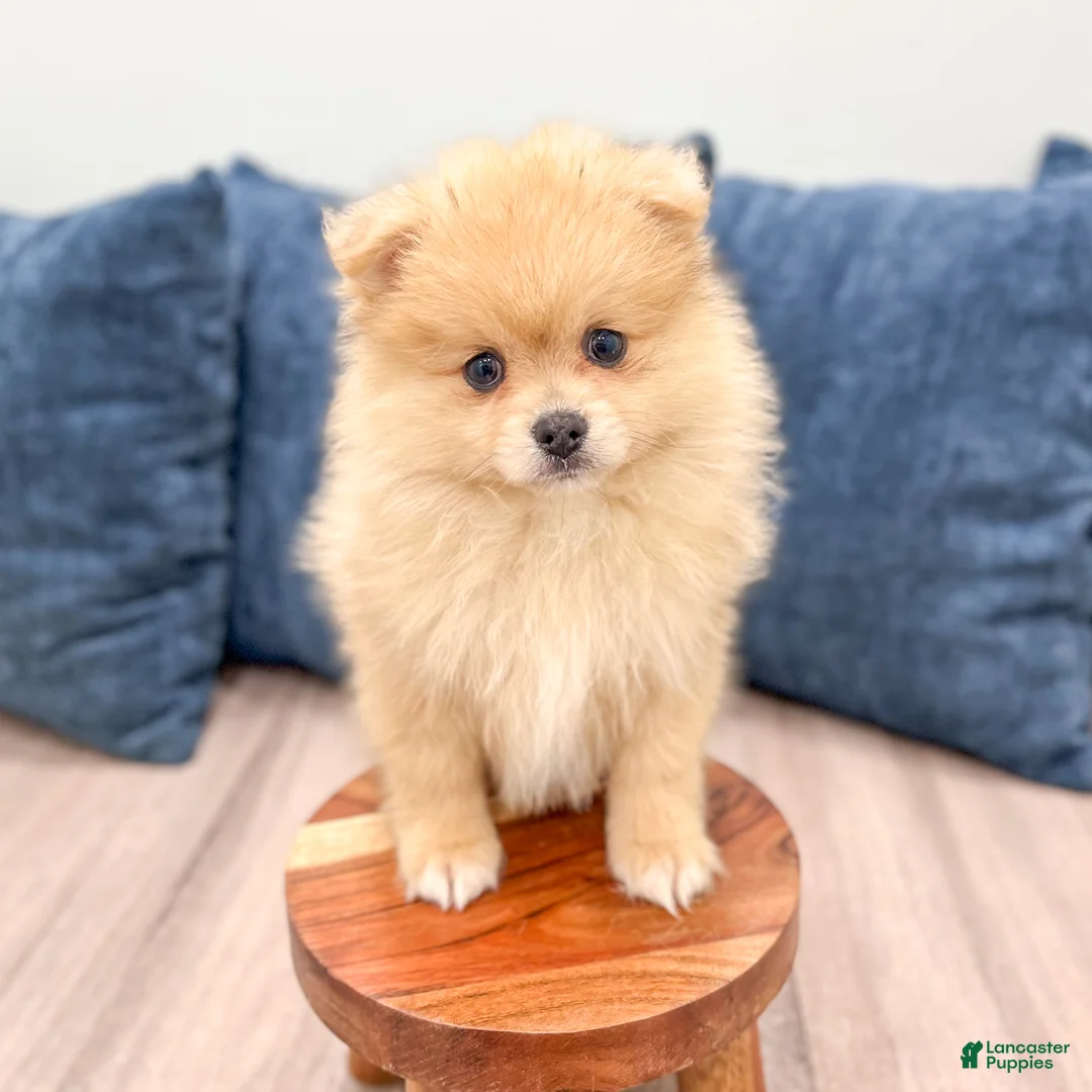 Pomeranian dogs for sale: Flynn - Ad 2