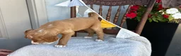 Goldendoodle dogs for sale: Cassia - Ad 3