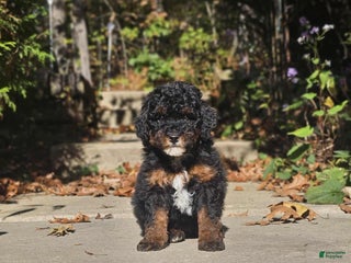 Miniature Poodle dogs - Ad 35