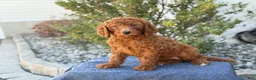 Goldendoodle dogs for sale: Avery - Ad 15